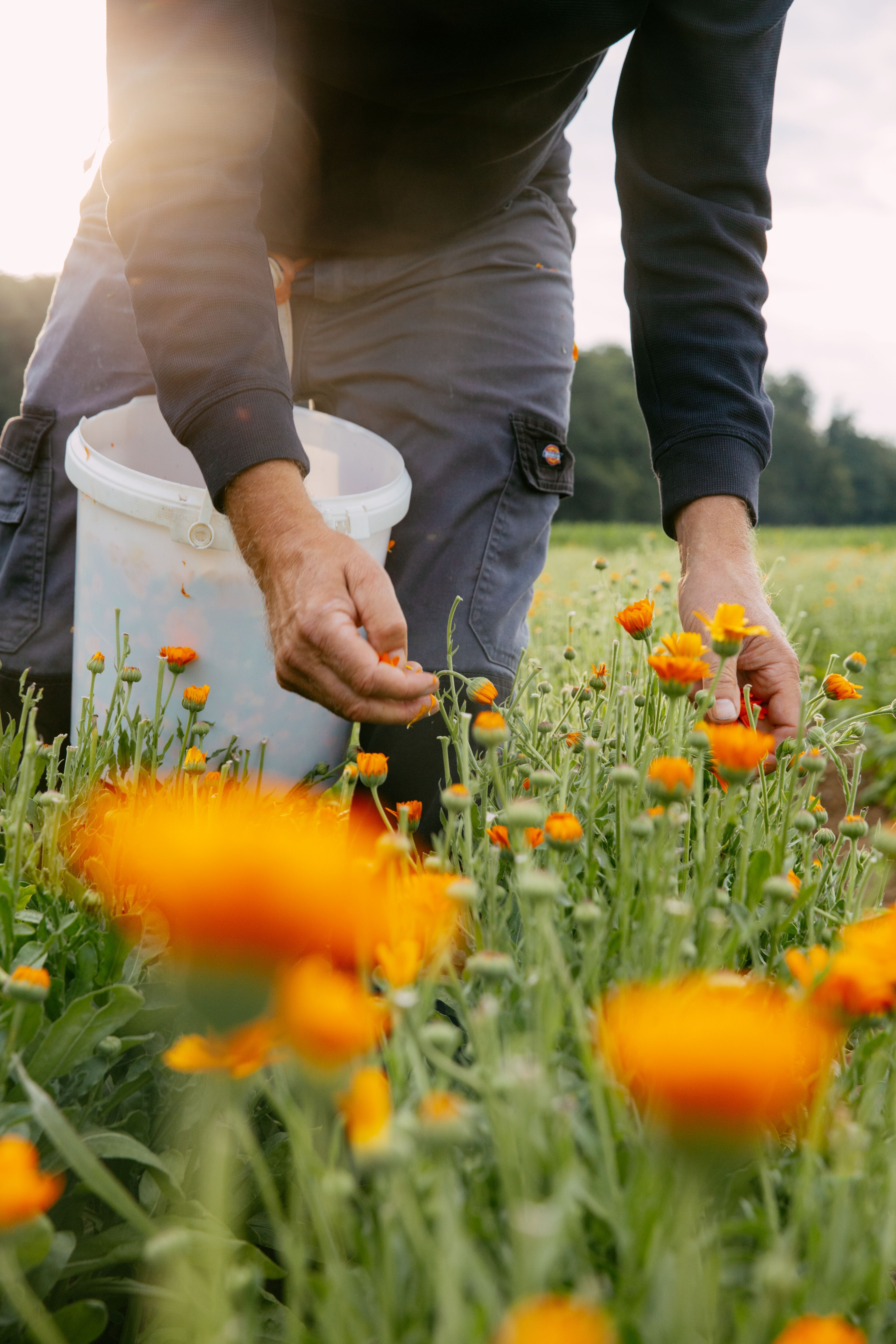 Calendula Harvesting 3 - 01A4885_dic_master