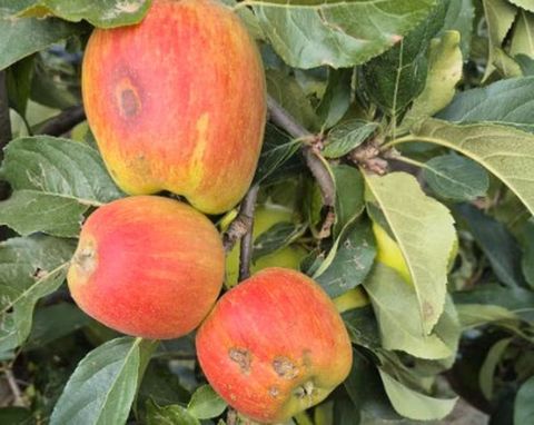 Sustainable Retail: Lidl verkoopt binnenkort hagelappels
