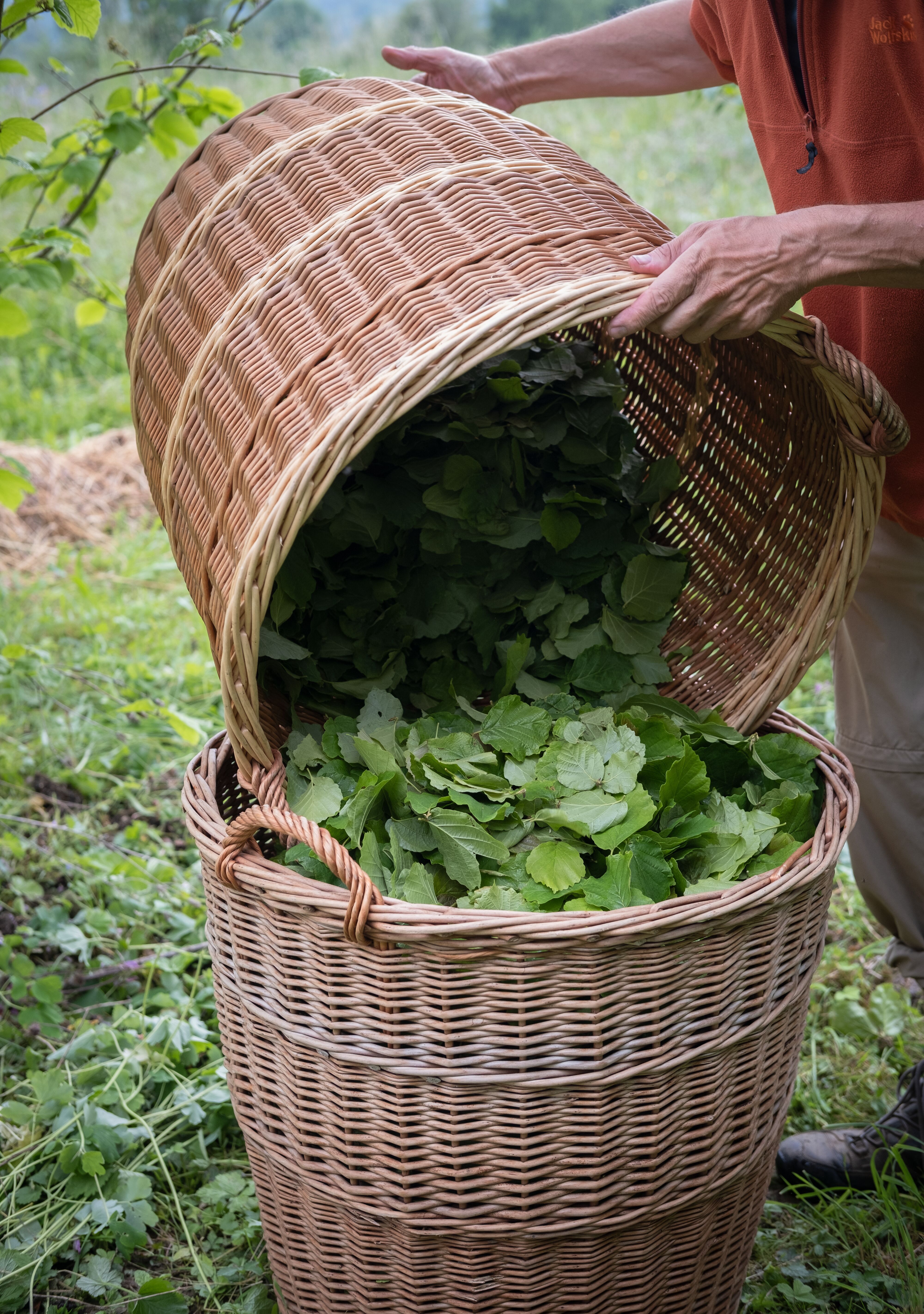 Hamamelis Harvesting - 1270_dic_master