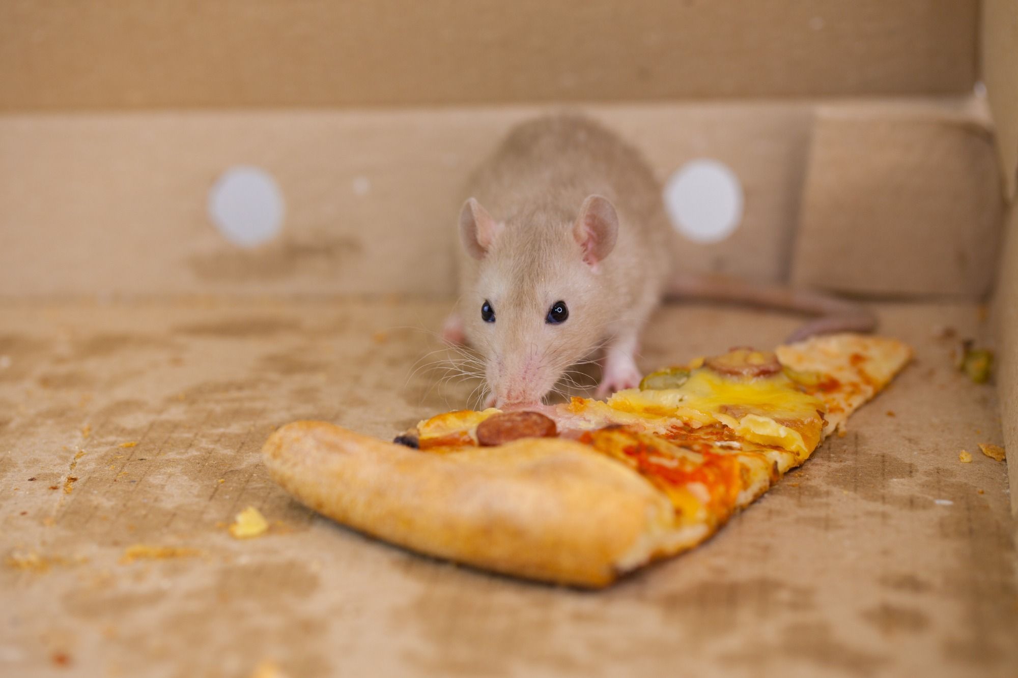 New York Pizza ratten