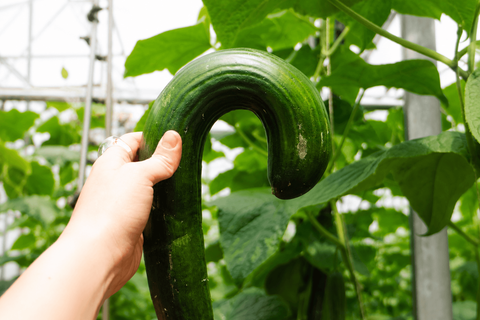 Boerschappen en No Waste Army lanceren online abonnement voor 'afgekeurde' oogst