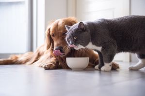 Too Good To Go geeft dierenvoeding tweede kans
