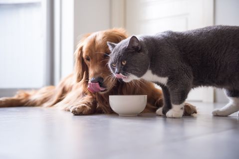 Too Good To Go geeft dierenvoeding tweede kans