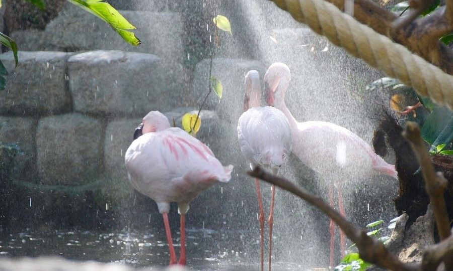 avonturia-006-flamingos