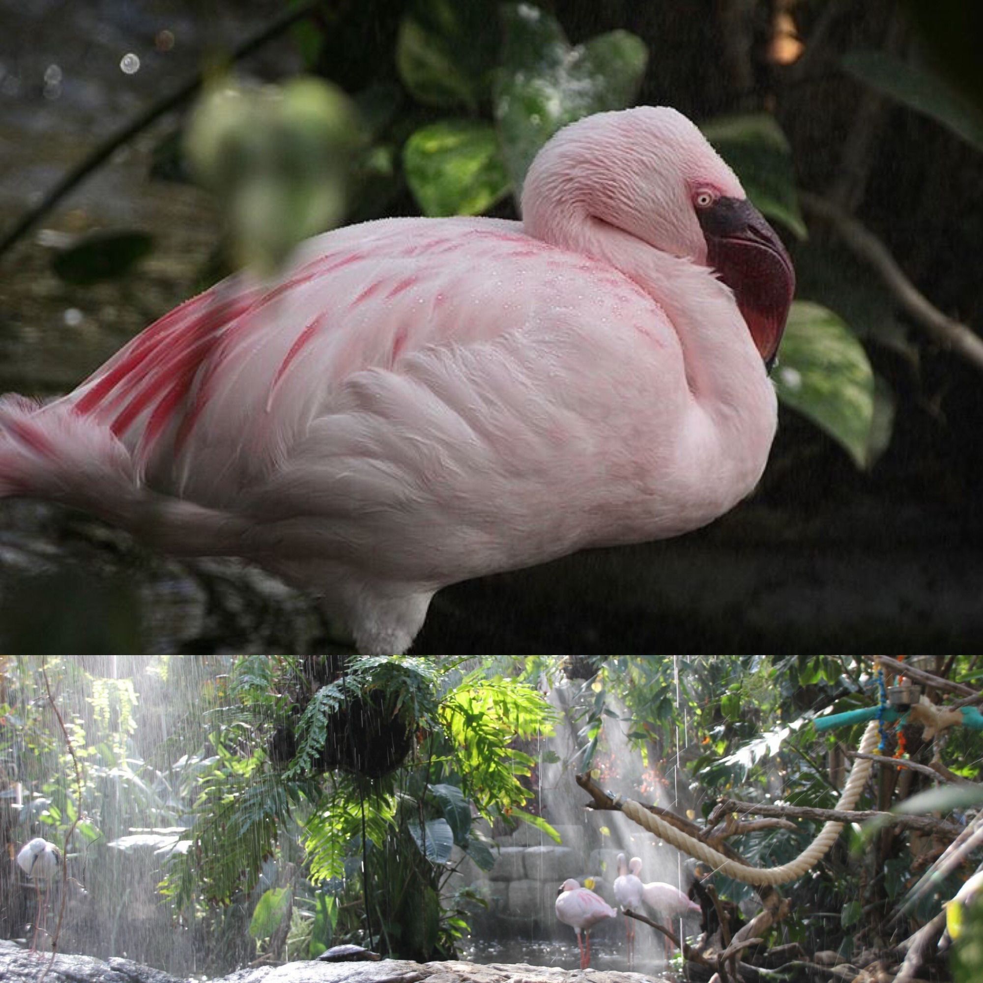 avonturia-006-flamingos-vijver
