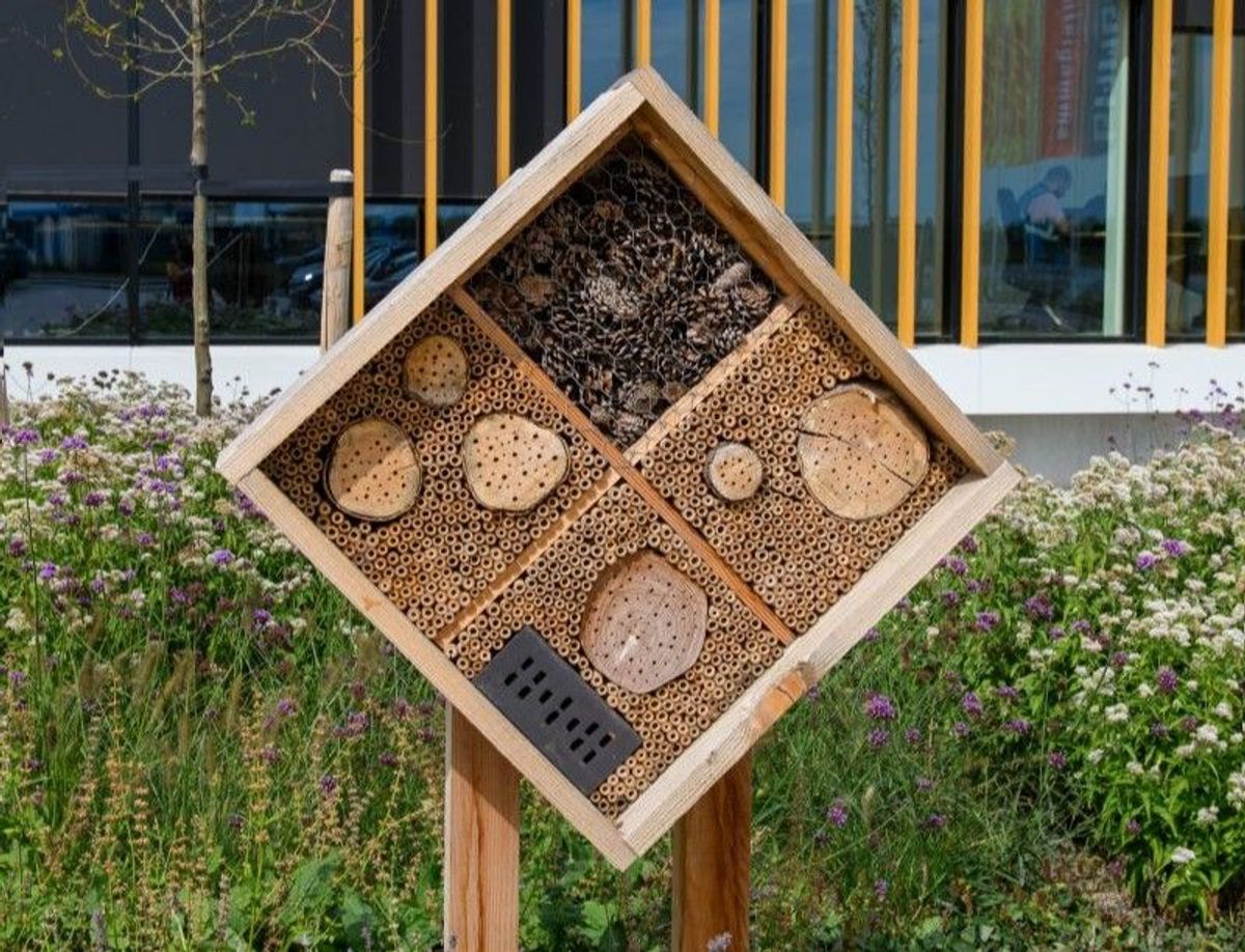 Sustainable Retail: Intergamma zet zich in voor de bloemetjes en de bijtjes