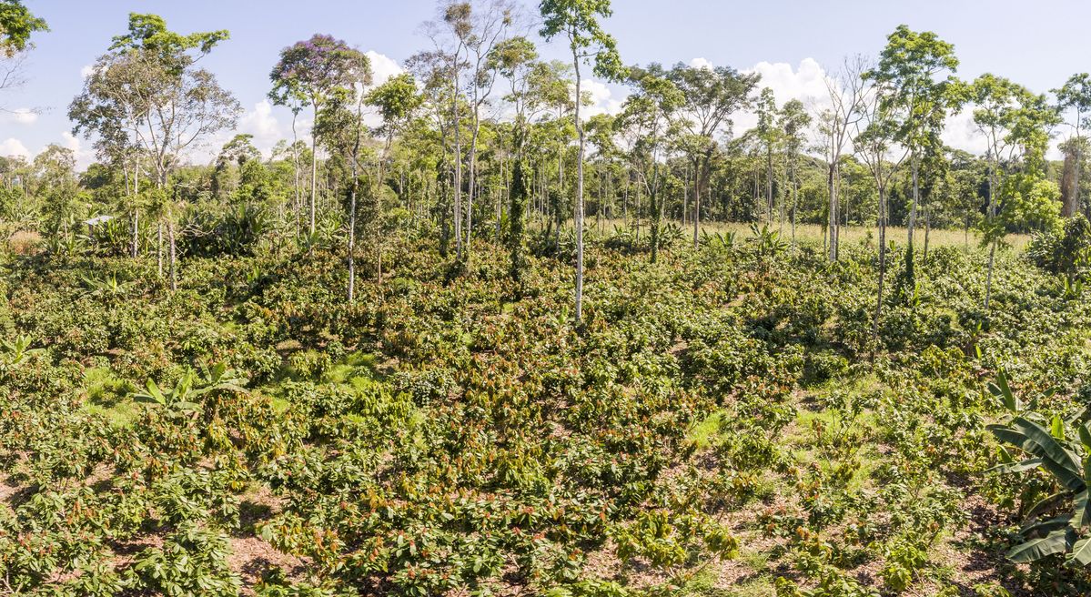 Wat betekent de EU-ontbossingverordening voor de Nederlandse cacaosector?