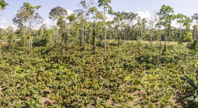 Wat betekent de EU-ontbossingverordening voor de Nederlandse cacaosector?