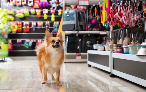 Blokker-panden populair onder dierenwinkels: Maxi Zoo en Pets Place breiden uit