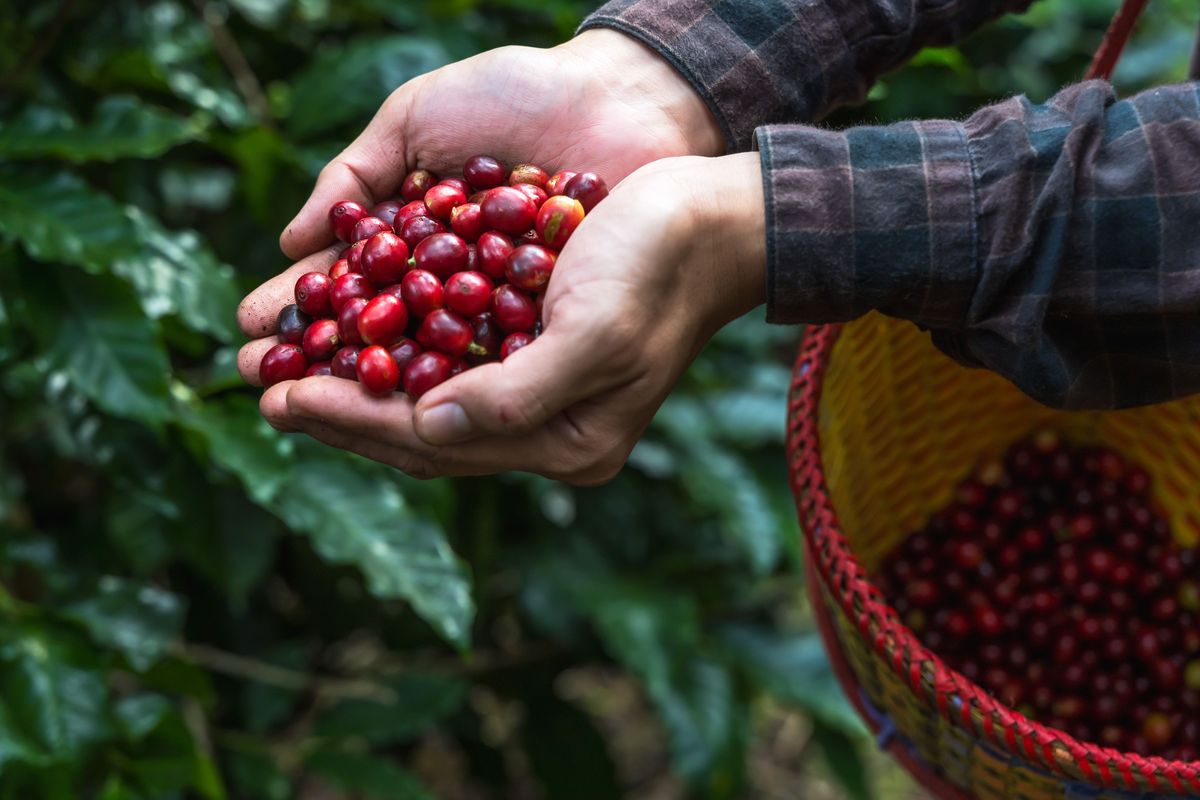 'Supermarkten doen te weinig voor eerlijk loon arbeiders'
