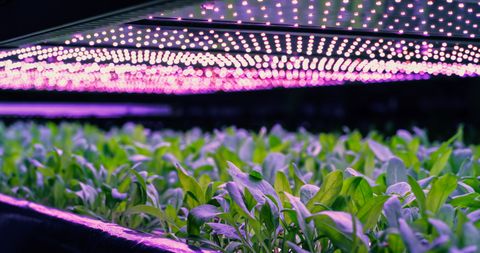 Moederbedrijf Lidl ruziet met Nederlanders over groenteteelt